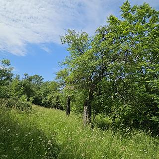 Prodej ostatního pozemku 4 253 m² Koryčany