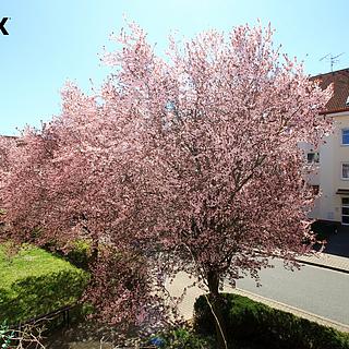 Prodej bytu 2+1 59 m² Nymburk, Rybářská