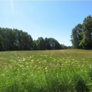 Prodej lesa 75440 m² Kolinec