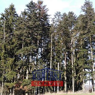 Prodej lesa 12818 m&sup2; Letiny