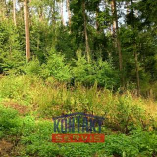 Prodej lesa 2 562 m² Bušanovice