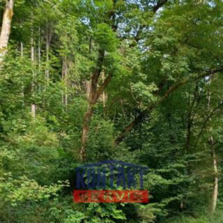 Prodej lesa 13 755 m² Všelibice Benešovice