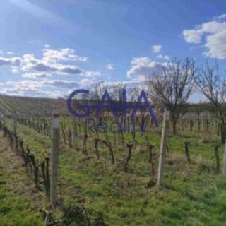 Prodej zemědělské půdy 2 636 m² Čejkovice