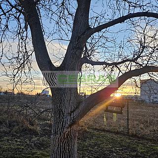 Prodej zahrady 578 m&sup2; České Budějovice