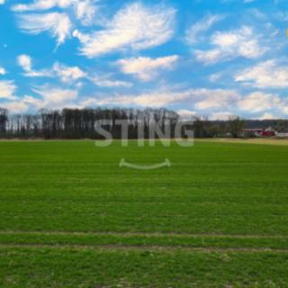 Prodej zemědělské půdy 6038 m² Sadová