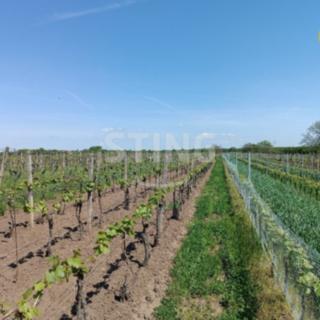 Prodej ostatních pozemků 1110 m² Hrušky