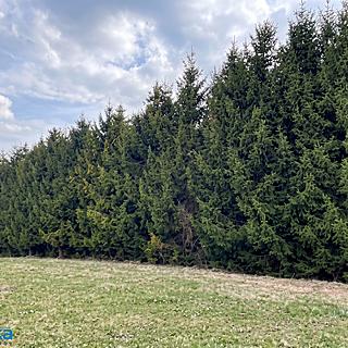 Prodej lesa, 51563m&sup2;