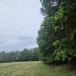 Prodej lesa 4 924 m² Paceřice