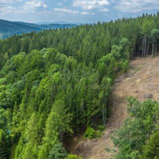 Prodej lesa 6 696 m² Tanvald Šumburk nad Desnou