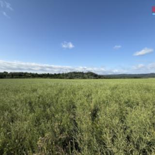 Prodej zemědělské půdy 8 056 m² Rožmitál pod Třemšínem Skuhrov