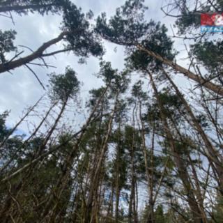 Prodej lesa 2084 m² Slavičky