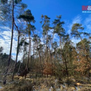 Prodej lesa 3 720 m² Všehrdy
