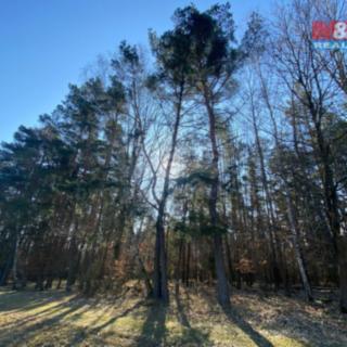 Prodej lesa 2 994 m² Všehrdy