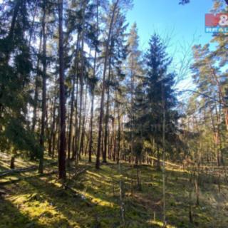Prodej lesa 2 484 m² Všehrdy