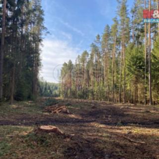 Prodej lesa 7764 m² Újezdec