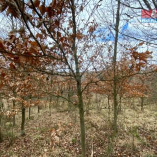 Prodej lesa 2269 m² Kožichovice