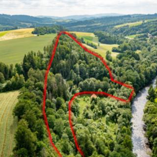Prodej lesa 36 610 m² Peřimov