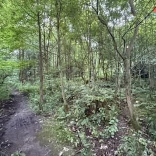 Prodej lesa 5 139 m² Tábor Horky