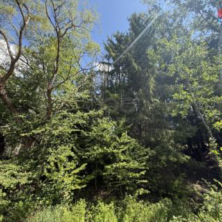 Prodej lesa 5 323 m² Opařany Olší