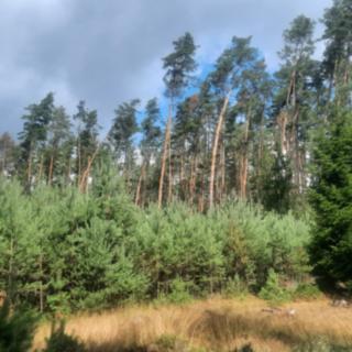 Prodej lesa 108 447 m² Březovice