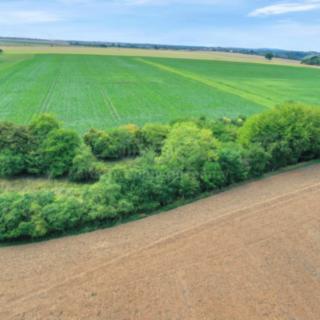 Prodej lesa 1302 m² Velké Všelisy