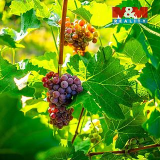 Prodej zemědělské půdy 56699 m&sup2; Šardice