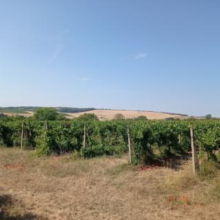 Prodej ostatního pozemku 3 162 m² Valtice Úvaly