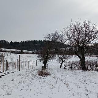 Prodej zahrady 467 m² Mikulov, Nová