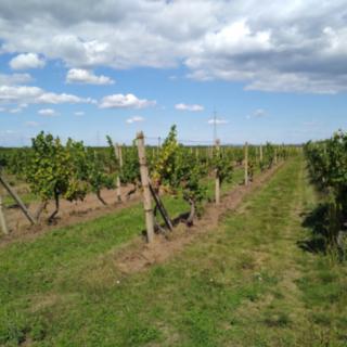 Prodej ostatních pozemků 5491 m² Valtice