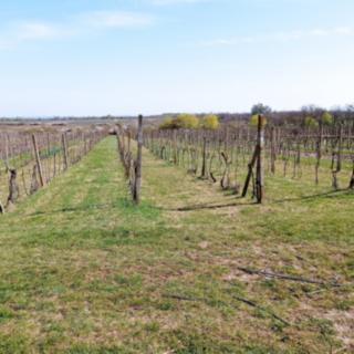 Prodej ostatních pozemků 2818 m² Valtice