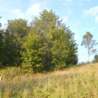 Prodej ostatních pozemků 8040 m² Borová Lada