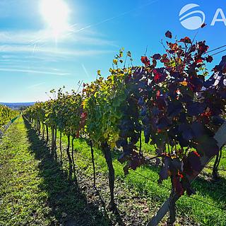 Prodej zemědělské půdy 717 m² Hovorany