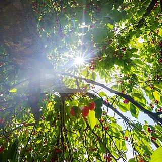 Prodej ostatních pozemků 11900 m² Velké Všelisy