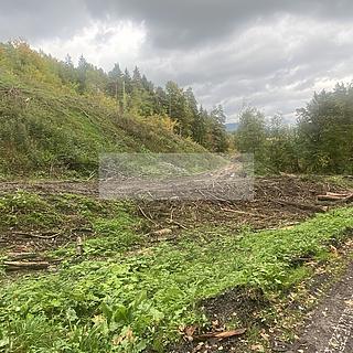 Prodej lesa 17 012 m² Český Dub