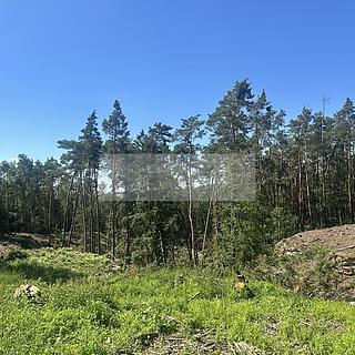 Prodej lesa 27 933 m² Nebužely