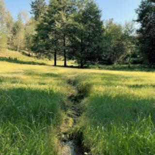 Prodej lesa 6 838 m² Výprachtice