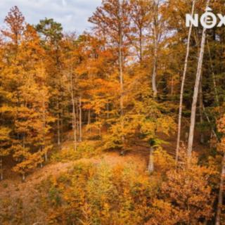 Prodej lesa 13 718 m² Ostřetín