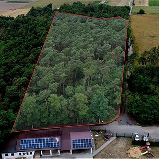 Prodej lesa 19 940 m² Terezín Počaply