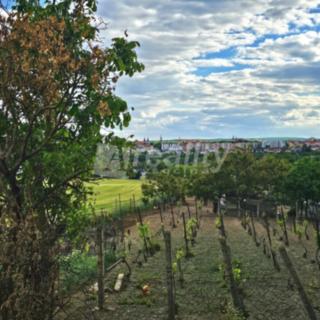 Prodej zahrady 1 132 m² Znojmo