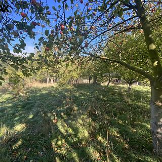 Prodej zahrady 702 m&sup2; Stráž nad Ohří