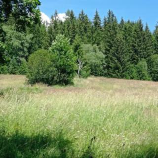 Prodej louky 22 888 m² Borová Lada Černá Lada