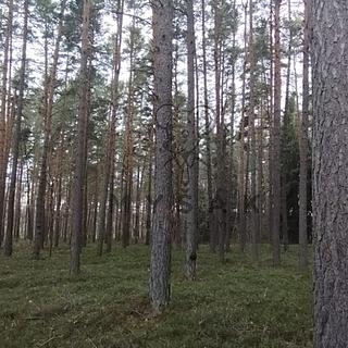 Prodej lesa 18 645 m² Borovany Vrcov