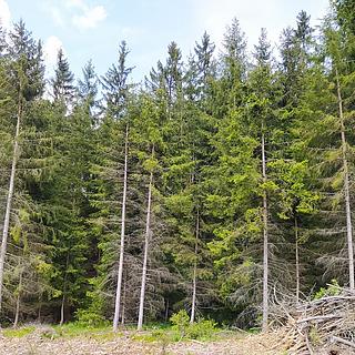 Prodej lesa 5230 m&sup2; Černovice