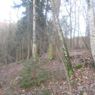 Prodej lesa 5 193 m² Turnov