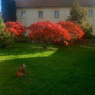 Pronájem bytu 2+1 90 m² Svrkyně