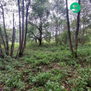Prodej stavební parcely 626 m² Červená Voda Dolní Orlice