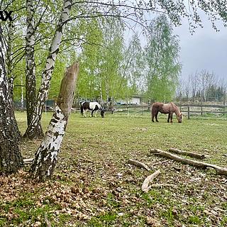 Prodej stavební parcely 3 706 m² Zabrušany Straky