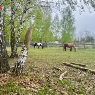 Prodej stavební parcely 3 706 m² Zabrušany Straky