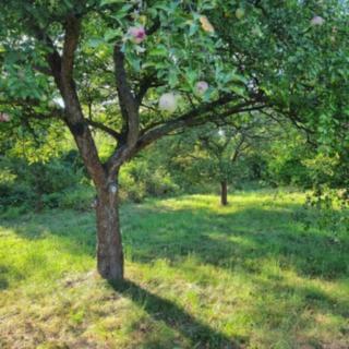 Prodej stavební parcely 1 177 m² Stružnice