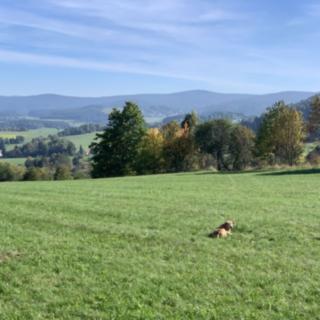 Prodej louky 15 932 m² Stachy